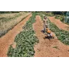 Stihl MH 600 Glebogryzarka spalinowa — nr 62500113918