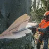 Stihl MS 661 C-M Pilarka spalinowa, moc 5 — nr 11442000319