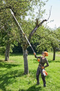 Przycinanie gałęzi drzew z użyciem Stihl HT 135 Podkrzesywarka spalinowa.