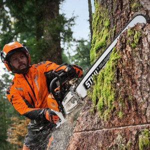 Mężczyzna używający Stihl MS 500i W Pilarka spalinowa z ogrzewanym uchwytem do ścinania drzewa w lesie.