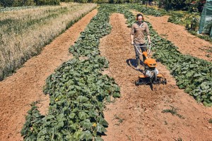 Mężczyzna używa Stihl MH 600 Glebogryzarka spalinowa na polu uprawnym.
