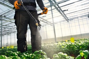 Mężczyzna używa Stihl SG 71 Opryskiwacz 18l do opryskiwania roślin w szklarni.