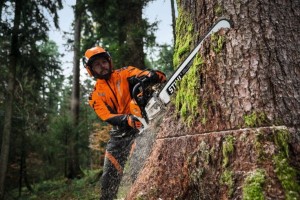 Drwal z piłą Stihl MS 500i przecinający duże drzewo w lesie.