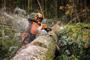Mężczyzna używający Stihl MS 500i Pilarka spalinowa do cięcia drzewa w lesie.