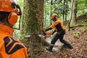 Pracownik używający Stihl MS 881 Pilarka spalinowa do ścinania drzewa w lesie