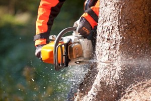 Pilarka spalinowa Stihl MS 362 w akcji podczas ścinania drzewa.
