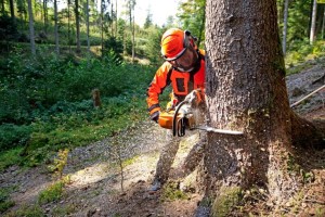 "Stihl MS 362 Pilarka spalinowa przy ścinaniu drzewa w lesie"
