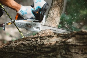 Pilarka spalinowa Stihl MS 194 T ścinająca gałąź drzewa.