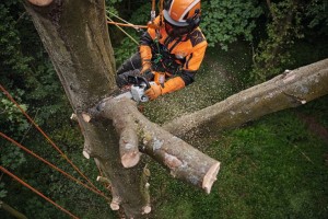 Praca na wysokościach z pilarką akumulatorową Stihl MSA 220 TC-O