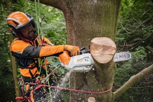 Pilarka akumulatorowa Stihl MSA 220 TC-O podczas pracy przy przycinaniu drzewa.