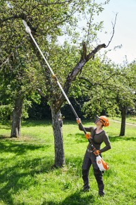 Pracownik ogrodowy przycina gałęzie drzewa za pomocą Stihl HTA 135 Podkrzesywarka akumulatorowa, bez akumulatora i ładowarki.