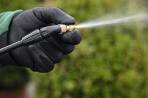 Ręka w rękawicy trzymająca Stihl SGA 85 Akumulatorowy opryskiwacz plecakowy w trakcie opryskiwania.