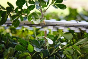 Stihl HSA 40 Nożyce akumulatorowe przycinające gałęzie krzewu.