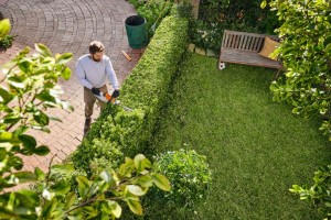 Mężczyzna przycinający żywopłot przy pomocy Stihl HSA 30, nożyc akumulatorowych 450mm/18", bez akumulatora i ładowarki.