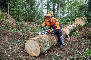 Pracownik leśny używający piły łańcuchowej Stihl Zestaw 2, HEXA 36RH60 do cięcia drzewa w lesie.