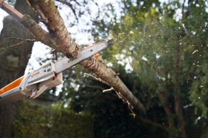 Przycinanie gałęzi za pomocą Stihl HTA 50 Podkrzesywarka akumulatorowa.