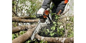 Stihl MS 261 Pilarka spalinowa tnie konary drzew w ogrodzie.