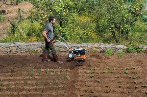 Mężczyzna używa Stihl MH 685 Glebogryzarkę spalinową do przekopania ogrodu.