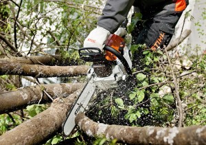 Stihl MS 261 Pilarka spalinowa tnąca gałąź drzewa w lesie.