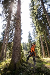 Leśnik z pilarką Stihl MS 462 C-M VW przy drzewie w lesie.