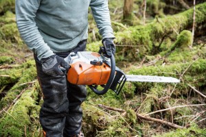 Pilarka Stihl MS 462 podczas pracy w lesie.